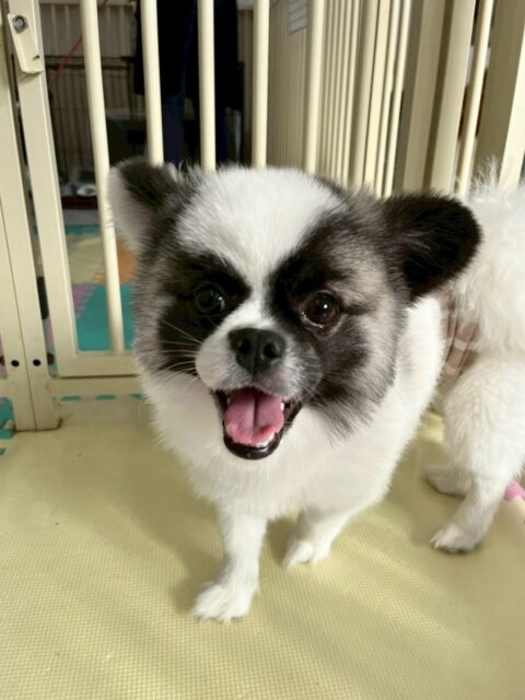 ハピちゃん🐶
本日も大好きなぽん太や今日仲良く慣れたうみちゃん達と遊び回ったり、ペロちゃんにちょっかいを出しすぎて怒られたりもしていました🤣

🐾🐶愛犬のお悩みご相談ください🐶🐾
@kenkohmura_official
 ↑フォロー待ってます↑

〒955-0091 新潟県三条市上須頃大割４２８−１
☎︎ 0256-35-2571
✉️ info@kenkohmura.jp
HP: http://kenkohmura.jp
LINE: https://lin.ee/7LIz5sb

#犬幸村 #新潟県 #三条市 #上須頃 #新潟県トリミング 三条市トリミング 上須頃トリミング トリミングサロン 犬の幼稚園 ノーリッチテリア いぬすたぐらむ  ホームセンタームサシ 犬バカ部 犬幸村チャンネル  犬好きな人と繋がりたい ストレス発散 プラッキング レーキング 犬のしつけ トレーニング 爪切り  ハミガキ ミックスミックス犬ミックス犬大好きミックス犬倶楽部