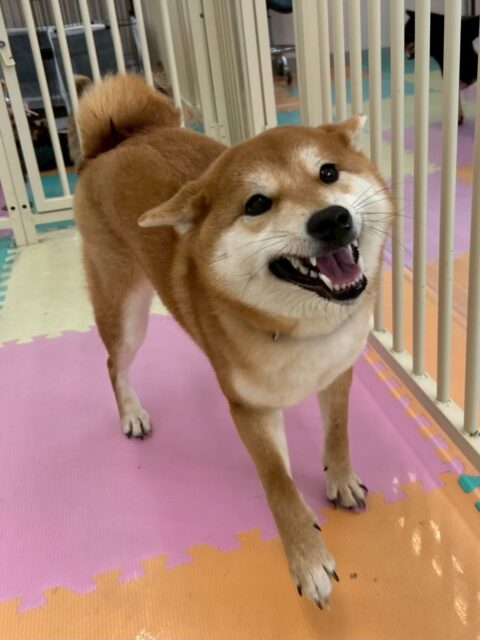 うめちゃん🐶
今日は、たくさん遊べて満足そうな表情をした写真が撮れました!😊
また、ペロちゃんの匂いを嗅いだりスタッフに「構ってよ〜」と甘えていたりしていました!😍
🐾🐶愛犬のお悩みご相談ください🐶🐾
@kenkohmura_official
↑フォロー待ってます↑
☎︎ 0〒955-0091 新潟県三条市上須頃大割428−1256-35-2571
✉️ info@kenkohmura.jp
HP: http://kenkohmura.jp
LINE: https://lin.ee/7LIz5sb
#犬幸村#犬の幼稚園 #吠える、噛む #犬のしつけ #トイレ 柴犬 柴犬大好き 柴犬大好きさんと繋がりたい