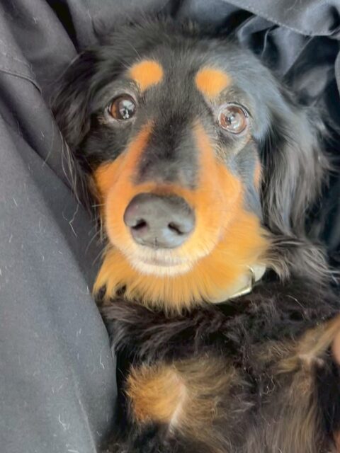 クッキーちゃん🐶
今日は、色んな子に匂いを嗅がれていたりのんびり園内を散策したりしていました!☺️
また、店内へお散歩行った時はルンルンしながら楽しそうに歩いていました!😄
🐾🐶愛犬のお悩みご相談ください🐶🐾
@kenkohmura_official
↑フォロー待ってます↑
☎︎ 0〒955-0091 新潟県三条市上須頃大割428−1256-35-2571
✉️ info@kenkohmura.jp
HP: http://kenkohmura.jp
LINE: https://lin.ee/7LIz5sb
#犬幸村#犬の幼稚園 #吠える、噛む #犬のしつけ #トイレ ミニチュアダックス ミニチュアダックスフンド ミニチュアダックスかわいい