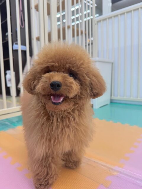 ププちゃん🐶
本日は、モカちゃんやニコペットのちびっ子達と走り回ったり、激しめのワンプロをしたりして楽しんでいました🤭
スタッフとの手遊びなどもしてくれて可愛すぎました😍
🐾🐶愛犬のお悩みご相談ください🐶🐾
@kenkohmura_official
↑フォロー待ってます↑
〒955-0091 新潟県三条市上須頃大割428−1
☎︎ 0256-35-2571
✉️ info@kenkohmura.jp
HP: http://kenkohmura.jp
LINE: https://lin.ee/7LIz5sb
#犬幸村#犬の幼稚園 #吠える、噛む #犬のしつけ #トイレトイプートイプー可愛いトイプー大好きトイプー倶楽部