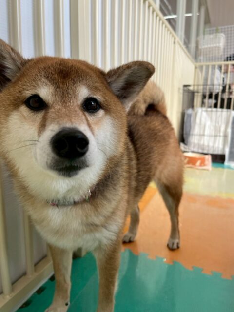 檸檬ちゃん🐶
本日は、朝からププちゃんやきりまるちゃん達と遊んだり、体験に来てくれた子達に匂いを嗅がれたりして過ごしていました🤭
🐾🐶愛犬のお悩みご相談ください🐶🐾
@kenkohmura_official
↑フォロー待ってます↑
〒955-0091 新潟県三条市上須頃大割428−1
☎︎ 0256-35-2571
✉️ info@kenkohmura.jp
HP: http://kenkohmura.jp
LINE: https://lin.ee/7LIz5sb
#犬幸村#犬の幼稚園 #吠える、噛む #犬のしつけ #トイレ柴犬柴犬可愛い柴犬大好き柴犬倶楽部