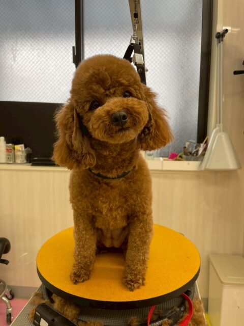 モカちゃん🐶
本日は、やん丸やカノアちゃんに挨拶をしたり、お腹を見せてスタッフに構って攻撃をしてくれたりしていました🤭
カットやシャンプーもカットも上手にさせてくれてスムーズに終わらせることができました👍
🐾🐶愛犬のお悩みご相談ください🐶🐾
@kenkohmura_official
↑フォロー待ってます↑
〒955-0091 新潟県三条市上須頃大割428−1
☎︎ 0256-35-2571
✉️ info@kenkohmura.jp
HP: http://kenkohmura.jp
LINE: https://lin.ee/7LIz5sb
#犬幸村#犬の幼稚園 #吠える、噛む #犬のしつけ #トイレ
トイプートイプー可愛いトイプー大好きトイプー倶楽部