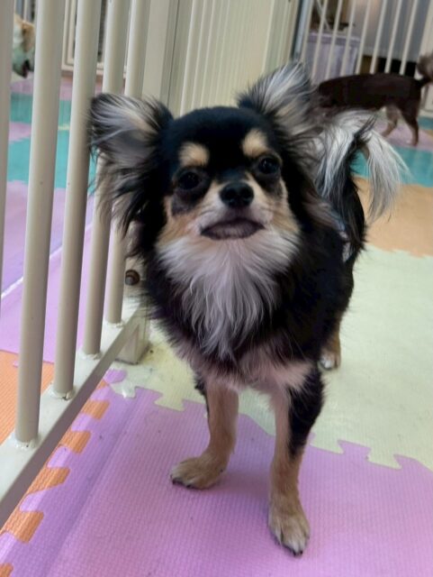 きりまるちゃん&まろちゃん🐶
本日きりまるちゃんはいつも通りの園内大爆走‼️楽しそうに走り回ったり、ワンプロをしたりして過ごしていました👍
まろちゃんはスタッフの後ろを追いかけたり、他の子の匂いを嗅いだり遊びを誘う瞬間もありました👏
2頭とも成長が止まりません‼️このままどんどん慣れていきましょう✊
🐾🐶愛犬のお悩みご相談ください🐶🐾
@kenkohmura_official
↑フォロー待ってます↑
〒955-0091 新潟県三条市上須頃大割428−1
☎︎ 0256-35-2571
✉️ info@kenkohmura.jp
HP: http://kenkohmura.jp
LINE: https://lin.ee/7LIz5sb
#犬幸村#犬の幼稚園 #吠える、噛む #犬のしつけ #トイレ
チワワチワワ可愛いチワワ大好きチワワ倶楽部チワワ大好き