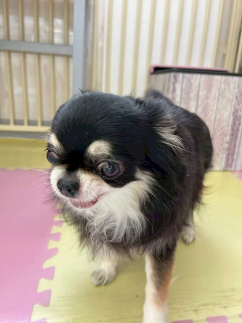 こまめちゃん＆カプチーノちゃん🐶
本日こまめちゃんは、ニコペットのちびっ子達にちょっかいをかけられる前にスタッフのそばにきてかまって攻撃をしていました🤭

カプチーノちゃんは、きりまるちゃん＆まろちゃんコンビと匂いを嗅ぎ合ったり、挨拶をしあったりして交流していました👍

🐾🐶愛犬のお悩みご相談ください🐶🐾
@kenkohmura_official
 ↑フォロー待ってます↑

〒955-0091 新潟県三条市上須頃大割４２８−１
☎︎ 0256-35-2571
✉️ info@kenkohmura.jp
HP: http://kenkohmura.jp
LINE: https://lin.ee/7LIz5sb

#犬幸村 #新潟県 #三条市 #上須頃 #新潟県トリミング 三条市トリミング 上須頃トリミング トリミングサロン 犬の幼稚園 ノーリッチテリア いぬすたぐらむ  ホームセンタームサシ 犬バカ部 犬幸村チャンネル  犬好きな人と繋がりたい ストレス発散 プラッキング レーキング 犬のしつけ トレーニング 爪切り  ハミガキ チワワチワワ可愛いチワワ大好きチワワ倶楽部