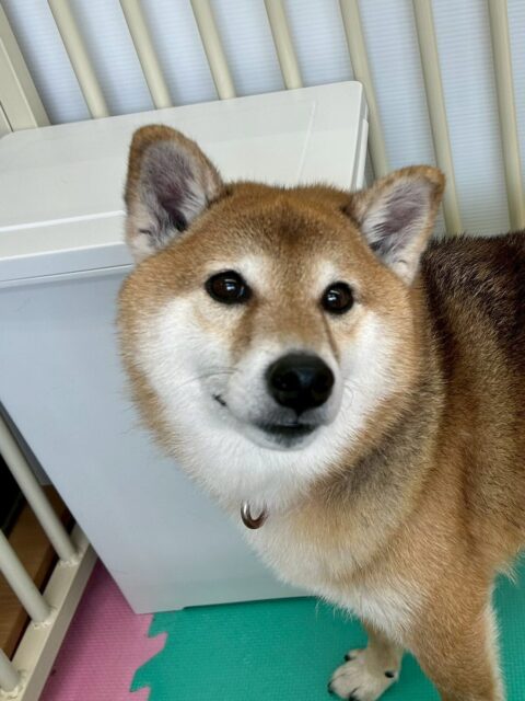 檸檬ちゃん🐶
今日は、自分から他の子に「何してるのー!遊ぼうよー!」と遊びに誘っていました!😊
また、午後になると午前中飛ばしすぎたのか柵の近くでのんびり過ごしていました!😄
🐾🐶愛犬のお悩みご相談ください🐶🐾
@kenkohmura_official
↑フォロー待ってます↑
☎︎ 0〒955-0091 新潟県三条市上須頃大割428−1256-35-2571
✉️ info@kenkohmura.jp
HP: http://kenkohmura.jp
LINE: https://lin.ee/7LIz5sb
#犬幸村#犬の幼稚園 #吠える、噛む #犬のしつけ #トイレ 柴犬 柴犬大好き 柴犬かわいい