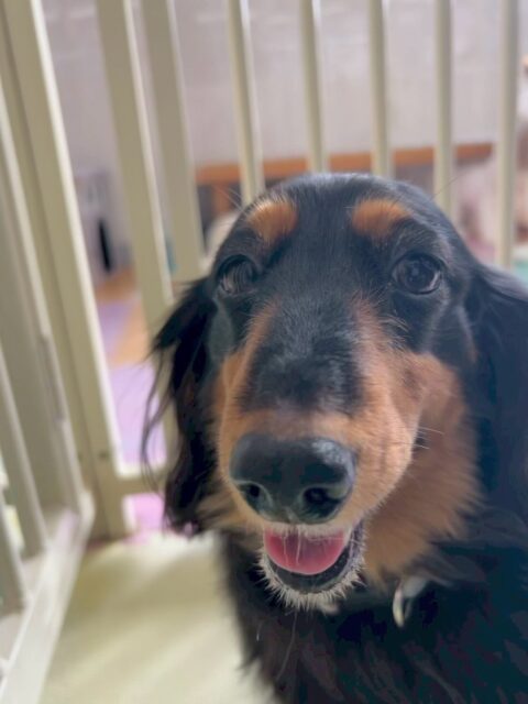 クッキーちゃん🐶
本日は大好きなタッチちゃんが来てくれていたのでいつもよりもテンションが高めでした🤭

お散歩は、いつも通りのルンルンで楽しいお散歩をさせていただきました🙇

🐾🐶愛犬のお悩みご相談ください🐶🐾
@kenkohmura_official
 ↑フォロー待ってます↑

〒955-0091 新潟県三条市上須頃大割４２８−１
☎︎ 0256-35-2571
✉️ info@kenkohmura.jp
HP: http://kenkohmura.jp
LINE: https://lin.ee/7LIz5sb

#犬幸村 #新潟県 #三条市 #上須頃 #新潟県トリミング 三条市トリミング 上須頃トリミング トリミングサロン 犬の幼稚園 ノーリッチテリア いぬすたぐらむ  ホームセンタームサシ 犬バカ部 犬幸村チャンネル  犬好きな人と繋がりたい ストレス発散 プラッキング レーキング 犬のしつけ トレーニング 爪切り  ハミガキ ダックスダックス可愛いダックス倶楽部ダックス大好き