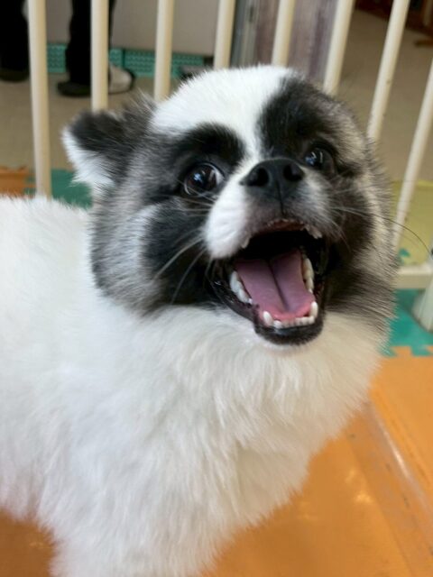 ハピちゃん🐶
今日は、カメラ目線でにっこり笑った可愛い写真を撮らせてくれました!😍
また、園内を楽しそうに歩き回ったりププちゃんや寅丸ちゃんとお喋りしていました!🥰
🐾🐶愛犬のお悩みご相談ください🐶🐾
@kenkohmura_official
↑フォロー待ってます↑
☎︎ 0〒955-0091 新潟県三条市上須頃大割428−1256-35-2571
✉️ info@kenkohmura.jp
HP: http://kenkohmura.jp
LINE: https://lin.ee/7LIz5sb
#犬幸村#犬の幼稚園 #吠える、噛む #犬のしつけ #トイレ ミックス犬 ミックス犬かわいい ミックス犬大好き倶楽部