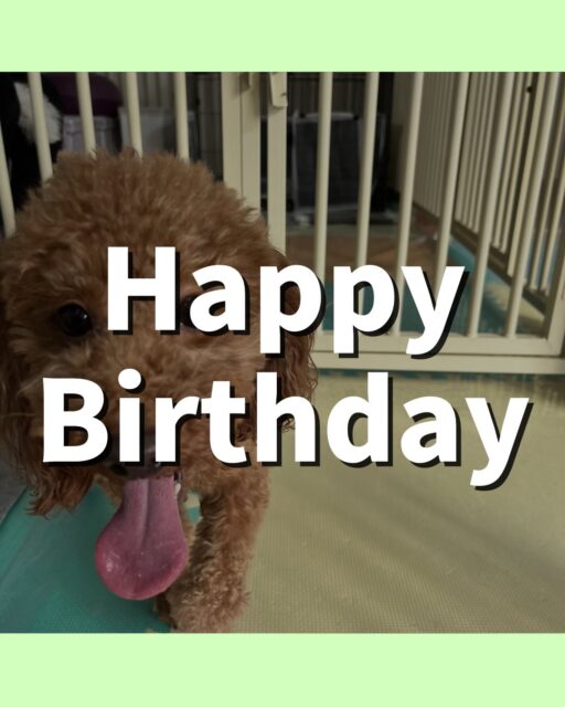 チコちゃん🐶
お誕生日おめでとうございます🎂👏🏻
ペリーちゃんやニコペットにいるラブラドールちゃんに遊びに誘われていたり、スタッフにあまえていました☺️
🐾🐶愛犬のお悩みご相談ください🐶🐾
@kenkohmura_official
↑フォロー待ってます↑
〒955-0091 新潟県三条市上須頃大割428−1
☎︎ 0256-35-2571
✉️ info@kenkohmura.jp
HP: http://kenkohmura.jp
LINE: https://lin.ee/7LIz5sb
#犬幸村#犬の幼稚園 #吠える、噛む #犬のしつけ #トイレ
トイプードル トイプードルかわいい トイプードルだいすき