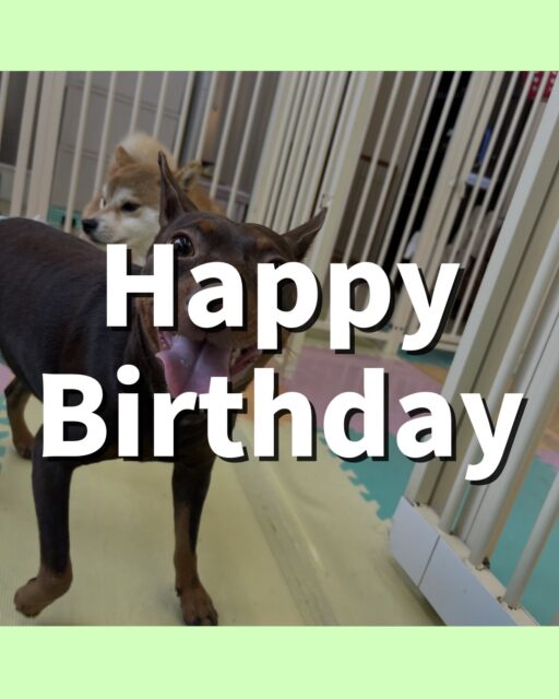 とらのすけちゃん🐶
お誕生日おめでとうございます🎂👏🏻
ペリーちゃんやジョージちゃんと楽しそうに遊んでいました🎶
午後から疲れてきたのか椅子の中でまったり過ごしていました!
🐾🐶愛犬のお悩みご相談ください🐶🐾
@kenkohmura_official
↑フォロー待ってます↑
〒955-0091 新潟県三条市上須頃大割428−1
☎︎ 0256-35-2571
✉️ info@kenkohmura.jp
HP: http://kenkohmura.jp
LINE: https://lin.ee/7LIz5sb
#犬幸村#犬の幼稚園 #吠える、噛む #犬のしつけ #トイレ
ミニチュアピンシャー ミニチュアピンシャーかわいい ミニチュアピンシャー大好き