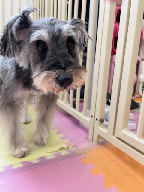 むぎちゃん🐶
のりまきちゃんに遊びに誘われていたり、やん丸と挨拶していました🙌
お手入れやカット上手にさせてくれていました✂️
🐾🐶愛犬のお悩みご相談ください🐶🐾
@kenkohmura_official
 ↑フォロー待ってます↑

〒955-0091 新潟県三条市上須頃大割４２８−１
☎︎ 0256-35-2571
✉️ info@kenkohmura.jp
HP: http://kenkohmura.jp
LINE: https://lin.ee/7LIz5sb

#犬幸村 #新潟県 #三条市 #上須頃 #新潟県トリミング 三条市トリミング 上須頃トリミング トリミングサロン 犬の幼稚園 ノーリッチテリア いぬすたぐらむ  ホームセンタームサシ 犬バカ部 犬幸村チャンネル  犬好きな人と繋がりたい ストレス発散 プラッキング レーキング 犬のしつけ トレーニング 爪切り  ハミガキ ミニチュアシュナウザー ミニチュアシュナウザー可愛い ミニチュアシュナウザーだいすき