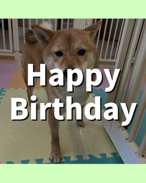 のりまきちゃん🐶
お誕生日おめでとうございます🎂👏🏻
マロンちゃんやニコラちゃんとおしゃべりしたり一緒に走り回っていました😊
お散歩トレーニングでは上手に歩いていました！！
🐾🐶愛犬のお悩みご相談ください🐶🐾
@kenkohmura_official
 ↑フォロー待ってます↑

〒955-0091 新潟県三条市上須頃大割４２８−１
☎︎ 0256-35-2571
✉️ info@kenkohmura.jp
HP: http://kenkohmura.jp
LINE: https://lin.ee/7LIz5sb

#犬幸村 #新潟県 #三条市 #上須頃 #新潟県トリミング 三条市トリミング 上須頃トリミング トリミングサロン 犬の幼稚園 ノーリッチテリア いぬすたぐらむ  ホームセンタームサシ 犬バカ部 犬幸村チャンネル  犬好きな人と繋がりたい ストレス発散 プラッキング レーキング 犬のしつけ トレーニング 爪切り  ハミガキ 柴犬 柴犬かわいい 柴犬だいすき