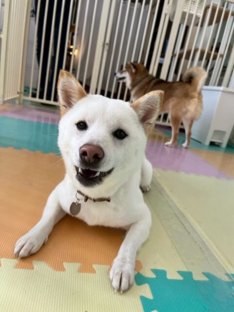 コハクちゃん🐶
本日歯磨きトレーニングを開始して7ヶ月が経ちました🪥
歯の状態や、歯磨き非常に上手にできているのでこのまま継続を意識して続けていきましょう✊
園内ではヤンチャ組の子達と走り回ったり、お話し合いをしたりして非常に楽しそうに過ごしていました🤭
🐾🐶愛犬のお悩みご相談ください🐶🐾
@kenkohmura_official
↑フォロー待ってます↑
〒955-0091 新潟県三条市上須頃大割428−1
☎︎ 0256-35-2571
✉️ info@kenkohmura.jp
HP: http://kenkohmura.jp
LINE: https://lin.ee/7LIz5sb
#犬幸村#犬の幼稚園 #吠える、噛む #犬のしつけ #トイレ柴犬柴犬可愛い柴犬大好き柴犬倶楽部