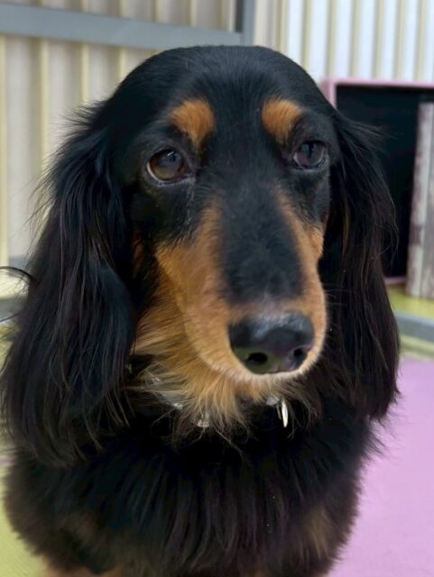 クッキーちゃん🐶
本日は、きりまるちゃんやまろちゃん達が気になったようで匂いを嗅いだり、ちょっかいを出したりしていました🤭
他にもタッチちゃんやニコペットの子達にもちょっかいを出したりしていました😍
🐾🐶愛犬のお悩みご相談ください🐶🐾
@kenkohmura_official
↑フォロー待ってます↑
〒955-0091 新潟県三条市上須頃大割428−1
☎︎ 0256-35-2571
✉️ info@kenkohmura.jp
HP: http://kenkohmura.jp
LINE: https://lin.ee/7LIz5sb
#犬幸村#犬の幼稚園 #吠える、噛む #犬のしつけ #トイレ
ダックスダックス可愛いダックス倶楽部ダックス大好き