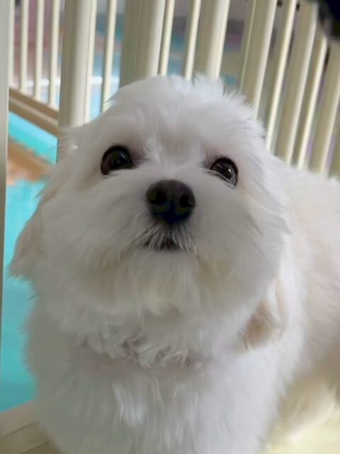 むくちゃん🐶
本日はカノアちゃんやゴロー丸ちゃん達と椅子の上やスタッフの膝の上を取り合ったりしていました🤭
スタッフへのかまって攻撃が可愛すぎておもわず抱っこしてしまいました‼️
🐾🐶愛犬のお悩みご相談ください🐶🐾
@kenkohmura_official
↑フォロー待ってます↑
〒955-0091 新潟県三条市上須頃大割428−1
☎︎ 0256-35-2571
✉️ info@kenkohmura.jp
HP: http://kenkohmura.jp
LINE: https://lin.ee/7LIz5sb
#犬幸村#犬の幼稚園 #吠える、噛む #犬のしつけ #トイレ
ミックスミックス犬ミックス犬可愛いミックス犬大好きミックス犬倶楽部