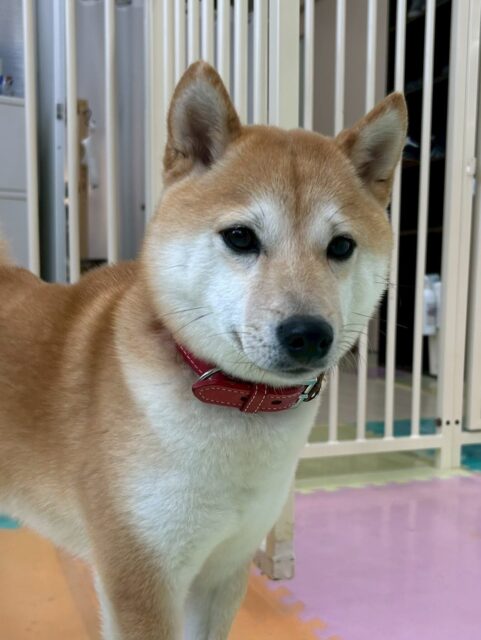 寅丸ちゃん🐶
本日は、うめちゃんや夏紬ちゃん達と大きな声で大討論会をしたり、モコちゃんやまろちゃん達に挨拶をしたりしてしっかりしたお兄さんをしてくれていました👍
🐾🐶愛犬のお悩みご相談ください🐶🐾
@kenkohmura_official
↑フォロー待ってます↑
〒955-0091 新潟県三条市上須頃大割428−1
☎︎ 0256-35-2571
✉️ info@kenkohmura.jp
HP: http://kenkohmura.jp
LINE: https://lin.ee/7LIz5sb
#犬幸村#犬の幼稚園 #吠える、噛む #犬のしつけ #トイレ
柴犬柴犬大好き柴犬倶楽部柴犬可愛い