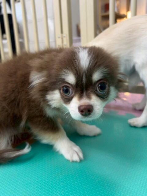 幼稚園体験に来てくれました🐶
最初他の子達と合わせた時はかなり緊張もあり固まっている様子でしたが、だんだん慣れてきたのかニコペットのチワワちゃんやきりまるちゃんやまろちゃん達と遊べるようになってきていました👍
次来た時はもっとお友達を増やせるように頑張っていきましょう✊
🐾🐶愛犬のお悩みご相談ください🐶🐾
@kenkohmura_official
↑フォロー待ってます↑
〒955-0091 新潟県三条市上須頃大割428−1
☎︎ 0256-35-2571
✉️ info@kenkohmura.jp
HP: http://kenkohmura.jp
LINE: https://lin.ee/7LIz5sb
#犬幸村#犬の幼稚園 #吠える、噛む #犬のしつけ #トイレ
チワワチワワ可愛いチワワ大好きチワワ倶楽部チワワ可愛いすぎる