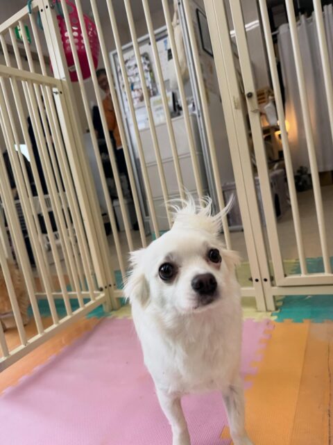 ペロちゃん🐶
本日は、ヤンチャ組に入っていろんな子達からちょっかいを出されましたがなんだよ‼️とブチギレていました🤭
逆にちょっかいを出さない子は自分から匂いを嗅いだり、挨拶をしたりできていて良かったです👏
🐾🐶愛犬のお悩みご相談ください🐶🐾
@kenkohmura_official
↑フォロー待ってます↑
〒955-0091 新潟県三条市上須頃大割428−1
☎︎ 0256-35-2571
✉️ info@kenkohmura.jp
HP: http://kenkohmura.jp
LINE: https://lin.ee/7LIz5sb
#犬幸村#犬の幼稚園 #吠える、噛む #犬のしつけ #トイレチワワチワワ可愛いチワワ大好きチワワ倶楽部