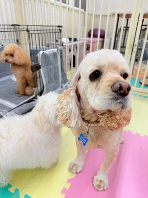 パニちゃん🐶
本日は、やん丸やきりまるちゃん、ニコペットのちびっ子軍団達にちょっかいを出されたりして忙しそうに過ごしていました🤭
カットはかなりのイメージチェンジにして短くなりました‼️とても似合っていて可愛いです😍
🐾🐶愛犬のお悩みご相談ください🐶🐾
@kenkohmura_official
↑フォロー待ってます↑
〒955-0091 新潟県三条市上須頃大割428−1
☎︎ 0256-35-2571
✉️ info@kenkohmura.jp
HP: http://kenkohmura.jp
LINE: https://lin.ee/7LIz5sb
#犬幸村#犬の幼稚園 #吠える、噛む #犬のしつけ #トイレ
アメリカンコッカーアメリカンコッカー大好きアメリカンコッカー可愛いアメリカンコッカー倶楽部