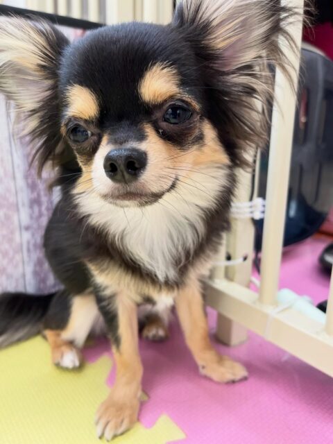 きりまるちゃん🐶
仲良しのププちゃんと遊んだりニコラちゃんやのりまきちゃんとおしゃべりしていました😆
🐾🐶愛犬のお悩みご相談ください🐶🐾
@kenkohmura_official
 ↑フォロー待ってます↑

〒955-0091 新潟県三条市上須頃大割４２８−１
☎︎ 0256-35-2571
✉️ info@kenkohmura.jp
HP: http://kenkohmura.jp
LINE: https://lin.ee/7LIz5sb

#犬幸村 #新潟県 #三条市 #上須頃 #新潟県トリミング 三条市トリミング 上須頃トリミング トリミングサロン 犬の幼稚園 ノーリッチテリア いぬすたぐらむ  ホームセンタームサシ 犬バカ部 犬幸村チャンネル  犬好きな人と繋がりたい ストレス発散 プラッキング レーキング 犬のしつけ トレーニング 爪切り  ハミガキ チワワ チワワだいすき チワワ可愛い