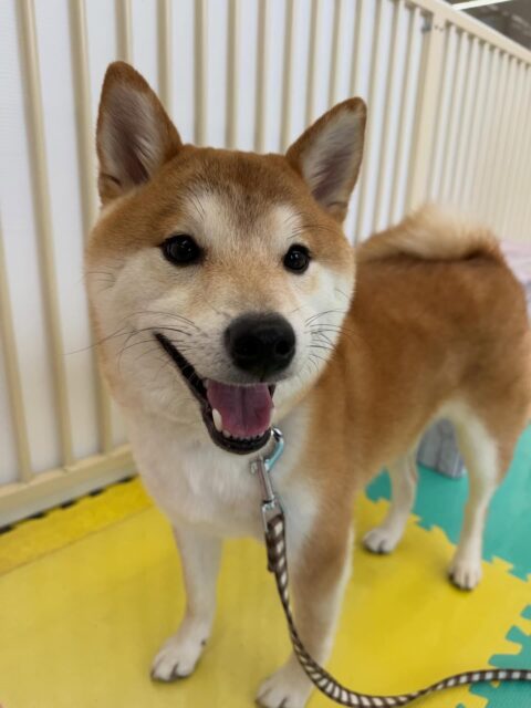 幼稚園体験に2頭きてくれました🐶
一頭目の子は、かなり最初周りを警戒している様子がありましたが、だんだん他の子やスタッフにも慣れてきて触らせてくれるようになりました👍
お帰りの前には触ってよ〜とヒップアタックもしてくれました
2頭目の子は、最初からかなり元気で他の子達と早く遊びたそうにしていました🤭
他の子達と合わせると嬉しそうに園内を大爆速‼️非常に楽しそうに過ごしていました👍
🐾🐶愛犬のお悩みご相談ください🐶🐾
@kenkohmura_official
↑フォロー待ってます↑
〒955-0091 新潟県三条市上須頃大割428−1
☎︎ 0256-35-2571
✉️ info@kenkohmura.jp
HP: http://kenkohmura.jp
LINE: https://lin.ee/7LIz5sb
#犬幸村#犬の幼稚園 #吠える、噛む #犬のしつけ #トイレ柴犬柴犬可愛い柴犬大好き柴犬倶楽部