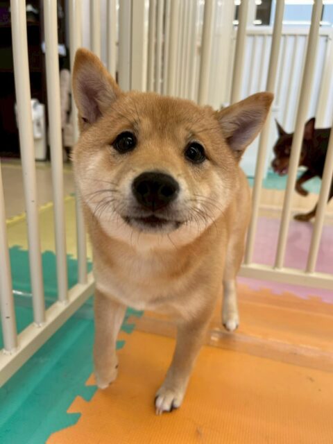 本日初来園の朔ちゃん🐶
本日は、体の大きい子達がたくさんいて、最初緊張した様子でしたが、だんだん慣れてきたのかみんなと挨拶をしたり、匂いを嗅ぎ合ったりできていてよかったです👍
🐾🐶愛犬のお悩みご相談ください🐶🐾
@kenkohmura_official
↑フォロー待ってます↑
〒955-0091 新潟県三条市上須頃大割428−1
☎︎ 0256-35-2571
✉️ info@kenkohmura.jp
HP: http://kenkohmura.jp
LINE: https://lin.ee/7LIz5sb
#犬幸村#犬の幼稚園 #吠える、噛む #犬のしつけ #トイレ 豆柴豆柴可愛い豆柴倶楽部