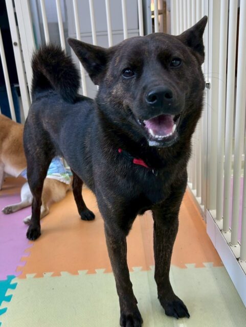 夏紬ちゃん🐶
本日歯磨きトレーニングを開始して5ヶ月が経ちました🪥
歯の状態すごく綺麗です‼️このまま継続を意識して続けていきましょう✊
園内では、柵越しにきりまるちゃんと激しくおしゃべりしたり、寅丸ちゃんやうめちゃん達と楽しく遊び回ったりして非常に楽しそうにしていました👍
🐾🐶愛犬のお悩みご相談ください🐶🐾
@kenkohmura_official
↑フォロー待ってます↑
〒955-0091 新潟県三条市上須頃大割428−1
☎︎ 0256-35-2571
✉️ info@kenkohmura.jp
HP: http://kenkohmura.jp
LINE: https://lin.ee/7LIz5sb
#犬幸村#犬の幼稚園 #吠える、噛む #犬のしつけ #トイレ
甲斐犬甲斐犬大好き甲斐犬倶楽部甲斐犬可愛い