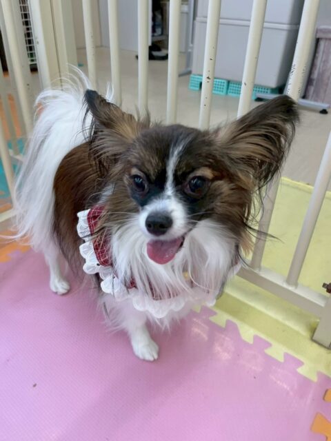 マリベルちゃん🐶
本日は、柵越しにヤンチャチームの匂いを嗅いだり、神威ちゃんやププちゃん達と挨拶をしたりしてコミュニケーションをとっていました👍
🐾🐶愛犬のお悩みご相談ください🐶🐾
@kenkohmura_official
↑フォロー待ってます↑
〒955-0091 新潟県三条市上須頃大割428−1
☎︎ 0256-35-2571
✉️ info@kenkohmura.jp
HP: http://kenkohmura.jp
LINE: https://lin.ee/7LIz5sb
#犬幸村#犬の幼稚園 #吠える、噛む #犬のしつけ #トイレパピヨンパピヨン可愛いパピヨン大好きパピヨン倶楽部