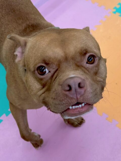 BOSSちゃん🐶
本日は、鶴丸やケン太ちゃん達と走り回ったり、激しすぎるワンプロをしたりして楽しそうに遊んで過ごしていました👍
他にもニコペットのラブラドールとも楽しそうに遊んでいました🤭
🐾🐶愛犬のお悩みご相談ください🐶🐾
@kenkohmura_official
↑フォロー待ってます↑
〒955-0091 新潟県三条市上須頃大割428−1
☎︎ 0256-35-2571
✉️ info@kenkohmura.jp
HP: http://kenkohmura.jp
LINE: https://lin.ee/7LIz5sb
#犬幸村#犬の幼稚園 #吠える、噛む #犬のしつけ #トイレ
ミックスミックス犬ミックス犬可愛いミックス犬大好きミックス犬倶楽部