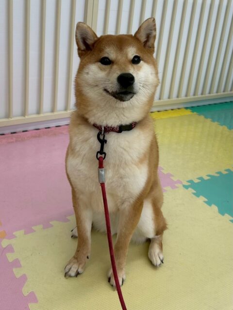 うめちゃん🐶
本日は、きりまるちゃんやハピちゃんがすごく気に入ったようでずーっとちょっかいを出したり、一緒に走り回ったりして楽しそうに遊んでいました👍
爪切りの練習は少し段階を戻り、足回りを触る練習を行いました‼️
🐾🐶愛犬のお悩みご相談ください🐶🐾
@kenkohmura_official
↑フォロー待ってます↑
〒955-0091 新潟県三条市上須頃大割428−1
☎︎ 0256-35-2571
✉️ info@kenkohmura.jp
HP: http://kenkohmura.jp
LINE: https://lin.ee/7LIz5sb
#犬幸村#犬の幼稚園 #吠える、噛む #犬のしつけ #トイレ
柴犬柴犬可愛い柴犬大好き柴犬倶楽部