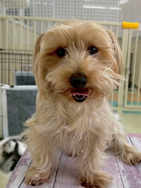 ロンちゃん🐶
本日は、ニコペットのちびっ子達やきりまるちゃん達と楽しそうに遊んだり、お話をしたりして過ごしていました👍
🐾🐶愛犬のお悩みご相談ください🐶🐾
@kenkohmura_official
↑フォロー待ってます↑
〒955-0091 新潟県三条市上須頃大割428−1
☎︎ 0256-35-2571
✉️ info@kenkohmura.jp
HP: http://kenkohmura.jp
LINE: https://lin.ee/7LIz5sb
#犬幸村#犬の幼稚園 #吠える、噛む #犬のしつけ #トイレ
ヨーキーヨーキー倶楽部ヨーキー大好きヨーキー可愛い