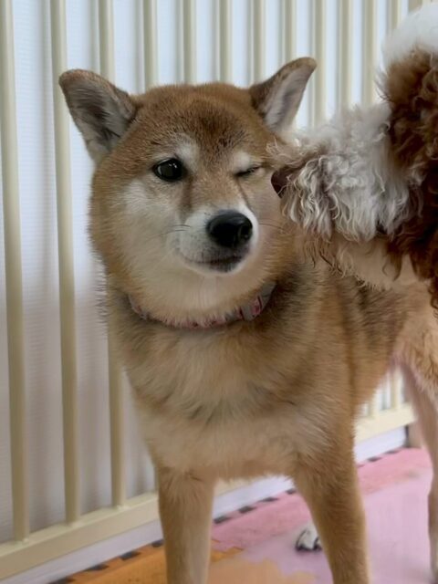 檸檬ちゃん🐶
本日はかなりテンション高め‼️ちびっ子達に遊びを誘ったり、ちょっかいを出したりして楽しそうにしていました🤭
🐾🐶愛犬のお悩みご相談ください🐶🐾
@kenkohmura_official
↑フォロー待ってます↑
〒955-0091 新潟県三条市上須頃大割428−1
☎︎ 0256-35-2571
✉️ info@kenkohmura.jp
HP: http://kenkohmura.jp
LINE: https://lin.ee/7LIz5sb
#犬幸村#犬の幼稚園 #吠える、噛む #犬のしつけ #トイレ
柴犬柴犬可愛い柴犬倶楽部柴犬大好き