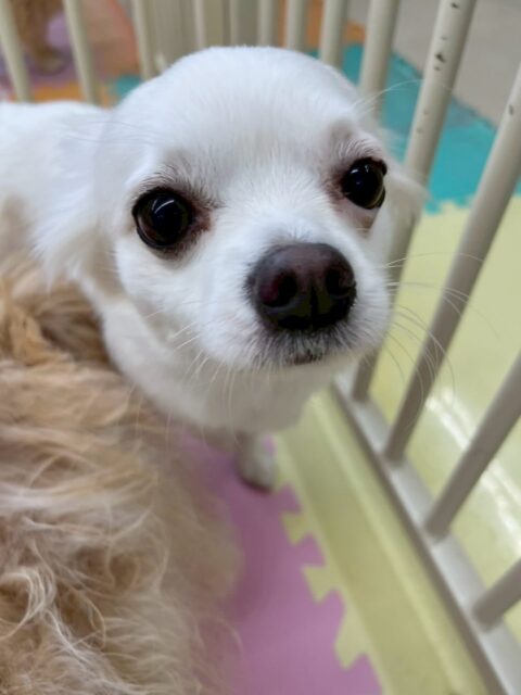 ペロちゃん🐶
本日は、みんなにたくさん匂いを嗅がれたり、ちょっかいを出されたりしていましたが、怒ったりせずに挨拶をしたり、匂いを自分からも嗅いだりしていました👍
🐾🐶愛犬のお悩みご相談ください🐶🐾
@kenkohmura_official
↑フォロー待ってます↑
〒955-0091 新潟県三条市上須頃大割428−1
☎︎ 0256-35-2571
✉️ info@kenkohmura.jp
HP: http://kenkohmura.jp
LINE: https://lin.ee/7LIz5sb
#犬幸村#犬の幼稚園 #吠える、噛む #犬のしつけ #トイレ
チワワチワワ可愛いチワワ大好きチワワ倶楽部