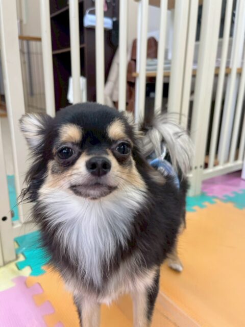 きりまるちゃん🐶
本日は、ベルちゃんやププちゃん、ニコペットの子達と走り回ったりして楽しそうに過ごしていました🤭
最近1日中遊び回れるようになってきたようでみんなが疲れても楽しそうに遊びに誘っていました🤣
🐾🐶愛犬のお悩みご相談ください🐶🐾
@kenkohmura_official
↑フォロー待ってます↑
〒955-0091 新潟県三条市上須頃大割428−1
☎︎ 0256-35-2571
✉️ info@kenkohmura.jp
HP: http://kenkohmura.jp
LINE: https://lin.ee/7LIz5sb
#犬幸村#犬の幼稚園 #吠える、噛む #犬のしつけ #トイレ
チワワチワワ可愛いチワワ大好きチワワ倶楽部