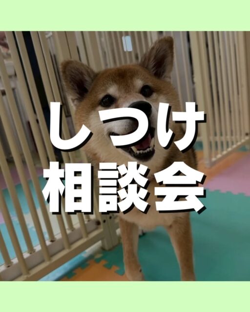 しつけ相談会🐶
本日もたくさんの方にご参加いただきました😄
次回は3/15(日)に行います😆
甘噛が痛い、怖い、嫌っ⋯
吠え癖が気になるなど
お気軽にお問い合わせください💁
🐾🐶愛犬のお悩みご相談ください🐶🐾
@kenkohmura_official
↑フォロー待ってます↑
〒955-0091 新潟県三条市上須頃大割428−1
☎︎ 0256-35-2571
✉️ info@kenkohmura.jp
HP: http://kenkohmura.jp
LINE: https://lin.ee/7LIz5sb
#犬幸村#犬の幼稚園 #吠える、噛む #犬のしつけ #トイレ