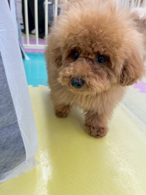 ププちゃん🐶
本日は、楽しそうにおとなしい組のみんなで走り回ったり、ワンプロをしたりしたりして過ごしていました👍
🐾🐶愛犬のお悩みご相談ください🐶🐾
@kenkohmura_official
↑フォロー待ってます↑
〒955-0091 新潟県三条市上須頃大割428−1
☎︎ 0256-35-2571
✉️ info@kenkohmura.jp
HP: http://kenkohmura.jp
LINE: https://lin.ee/7LIz5sb
#犬幸村#犬の幼稚園 #吠える、噛む #犬のしつけ #トイレ
トイプートイプー可愛いトイプー倶楽部トイプー大好き