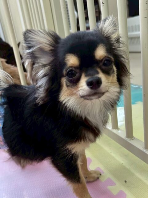 きりまるちゃん&まろちゃん🐶
本日きりまるちゃんは朝から大はしゃぎでみんなと走り回ったり、うめちゃんや檸檬ちゃん、夏紬ちゃん達のヤンチャ組の子達とも対等にワンプロをしたり、お話をすることができました👏
まろちゃんは、スタッフの膝の上や椅子の上にいてみんなからちょっかいを出されたり、匂いを嗅がれたりしていました‼️前までは言い返したりすることがありませんでしたが本日はかなり言い返したり、匂いを嗅ぎ合ったりしていました👍
🐾🐶愛犬のお悩みご相談ください🐶🐾
@kenkohmura_official
↑フォロー待ってます↑
〒955-0091 新潟県三条市上須頃大割428−1
☎︎ 0256-35-2571
✉️ info@kenkohmura.jp
HP: http://kenkohmura.jp
LINE: https://lin.ee/7LIz5sb
#犬幸村#犬の幼稚園 #吠える、噛む #犬のしつけ #トイレ
チワワチワワ可愛いチワワ大好きチワワ倶楽部チワワ大好き