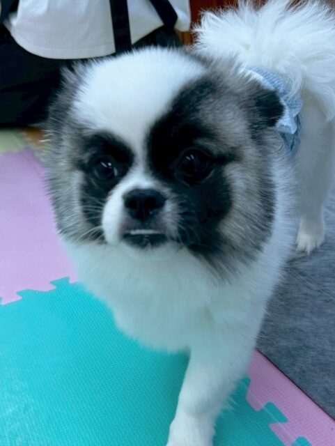 ハピちゃん🐶
本日は、朝からヤンチャ組の子達と遊びすぎて少し夕方には珍しく疲れている様子がありました🤭
みんなと楽しく遊べて非常に満足そうな様子でした👍
🐾🐶愛犬のお悩みご相談ください🐶🐾
@kenkohmura_official
↑フォロー待ってます↑
〒955-0091 新潟県三条市上須頃大割428−1
☎︎ 0256-35-2571
✉️ info@kenkohmura.jp
HP: http://kenkohmura.jp
LINE: https://lin.ee/7LIz5sb
#犬幸村#犬の幼稚園 #吠える、噛む #犬のしつけ #トイレ
ミックスミックス犬ミックス犬可愛いミックス犬大好きミックス犬倶楽部