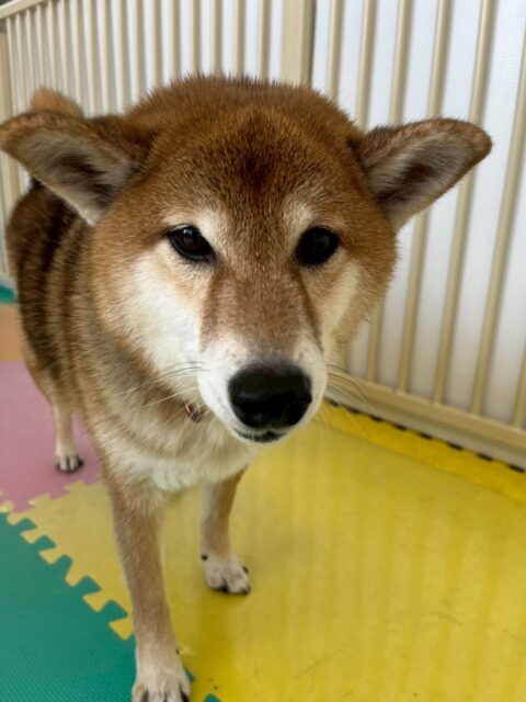 檸檬ちゃん🐶
本日は仲良しのププちゃんと一緒にツーショット可愛すぎましたね😍
園内では、ヤンチャ組が園内を走り回ったりしているとなんだよー‼️と言ったりしていました🤭
🐾🐶愛犬のお悩みご相談ください🐶🐾
@kenkohmura_official
↑フォロー待ってます↑
〒955-0091 新潟県三条市上須頃大割428−1
☎︎ 0256-35-2571
✉️ info@kenkohmura.jp
HP: http://kenkohmura.jp
LINE: https://lin.ee/7LIz5sb
#犬幸村#犬の幼稚園 #吠える、噛む #犬のしつけ #トイレ
柴犬柴犬可愛い柴犬倶楽部柴犬大好き