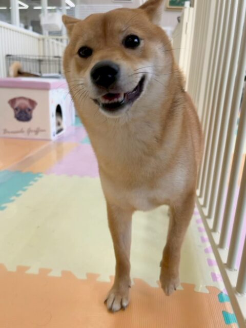 のりまきちゃん🐶
本日も仲良しのヤンチャ組で朝から走り回ったり、挨拶をして回ったりしていました🤭
朝からハイテンションすぎて夕方にはお疲れモードすごく眠たそうな目をしていました😴
🐾🐶愛犬のお悩みご相談ください🐶🐾
@kenkohmura_official
↑フォロー待ってます↑
〒955-0091 新潟県三条市上須頃大割428−1
☎︎ 0256-35-2571
✉️ info@kenkohmura.jp
HP: http://kenkohmura.jp
LINE: https://lin.ee/7LIz5sb
#犬幸村#犬の幼稚園 #吠える、噛む #犬のしつけ #トイレ
柴犬柴犬可愛い柴犬倶楽部柴犬大好き