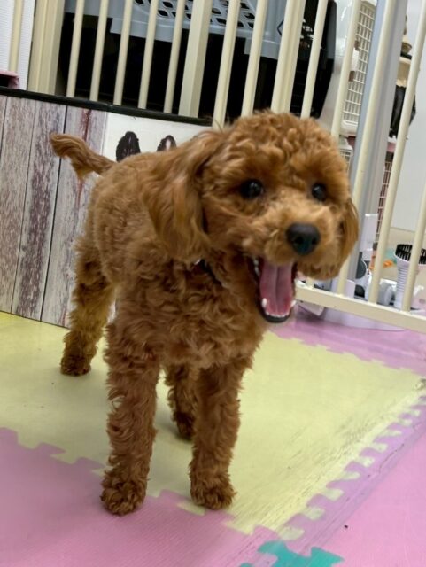 モカちゃん🐶
本日は、きりまるちゃんやぽん太達と走り回りながら遊んだり、ちょっかいを出し合ったりして楽しんでいました👍
1日中遊び回って疲れたのか夕方にはお休みモード 可愛いすぎました😍
🐾🐶愛犬のお悩みご相談ください🐶🐾
@kenkohmura_official
↑フォロー待ってます↑
〒955-0091 新潟県三条市上須頃大割428−1
☎︎ 0256-35-2571
✉️ info@kenkohmura.jp
HP: http://kenkohmura.jp
LINE: https://lin.ee/7LIz5sb
#犬幸村#犬の幼稚園 #吠える、噛む #犬のしつけ #トイレ
トイプートイプー可愛いトイプー大好きトイプー倶楽部