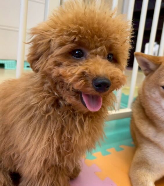 ププちゃん🐶
本日は、檸檬ちゃんやのりまきちゃん、ニコペットのラブラドール達と走り回ったり、ちょっかいの出し合いをしたりして過ごしていました🤭
🐾🐶愛犬のお悩みご相談ください🐶🐾
@kenkohmura_official
↑フォロー待ってます↑
〒955-0091 新潟県三条市上須頃大割428−1
☎︎ 0256-35-2571
✉️ info@kenkohmura.jp
HP: http://kenkohmura.jp
LINE: https://lin.ee/7LIz5sb
#犬幸村#犬の幼稚園 #吠える、噛む #犬のしつけ #トイレ トイプートイプー可愛いトイプー大好きトイプー倶楽部