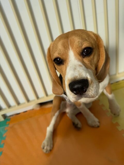 ジョージちゃん🐶
本日は、ニコペットのラブラドールやのりまきちゃん、ペリーちゃん達と一緒に園内を大爆走‼️楽しそうにしていました🤭他にもたくちょっかいを出したりして非常に満足そうにしていました👍
🐾🐶愛犬のお悩みご相談ください🐶🐾
@kenkohmura_official
↑フォロー待ってます↑
〒955-0091 新潟県三条市上須頃大割428−1
☎︎ 0256-35-2571
✉️ info@kenkohmura.jp
HP: http://kenkohmura.jp
LINE: https://lin.ee/7LIz5sb
#犬幸村#犬の幼稚園 #吠える、噛む #犬のしつけ #トイレ
ビーグルビーグル可愛いビーグル倶楽部ビーグル大好き