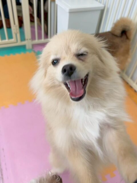 ベルちゃん🐶
本日は、ロンちゃんやププちゃん、きりまるちゃん達と一緒に大はしゃぎで遊び回っていました🤭
お散歩トレーニングでは、かなり良い状態になってきたように感じました‼️このまま頑張りましょう✊
🐾🐶愛犬のお悩みご相談ください🐶🐾
@kenkohmura_official
↑フォロー待ってます↑
〒955-0091 新潟県三条市上須頃大割428−1
☎︎ 0256-35-2571
✉️ info@kenkohmura.jp
HP: http://kenkohmura.jp
LINE: https://lin.ee/7LIz5sb
#犬幸村#犬の幼稚園 #吠える、噛む #犬のしつけ #トイレ
ポメラニアンポメラニアン可愛いポメラニアン大好きポメ可愛すぎる