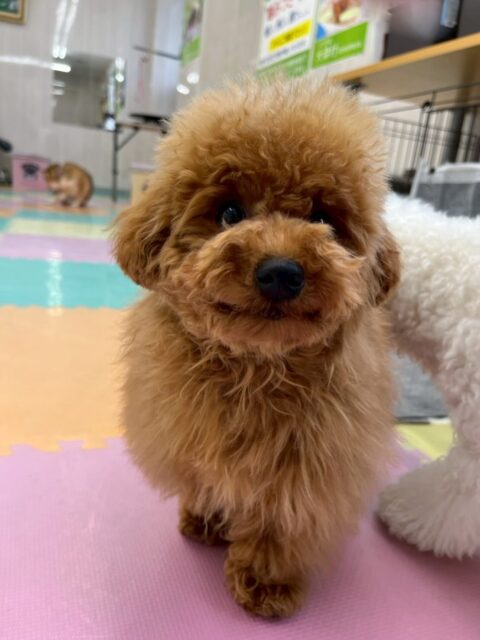 ププちゃん🐶
本日もきりまるちゃんやニコペットのヤンチャ集団と楽しそうに走り回ったり、激しいワンプロをしたりして満足そうな表情をしていました👍
🐾🐶愛犬のお悩みご相談ください🐶🐾
@kenkohmura_official
↑フォロー待ってます↑
〒955-0091 新潟県三条市上須頃大割428−1
☎︎ 0256-35-2571
✉️ info@kenkohmura.jp
HP: http://kenkohmura.jp
LINE: https://lin.ee/7LIz5sb
#犬幸村#犬の幼稚園 #吠える、噛む #犬のしつけ #トイレ
トイプートイプー可愛いトイプー大好きトイプー倶楽部