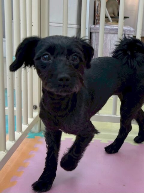 ティアラちゃん🐶
本日からお散歩トレーニングスタートです‼️最初緊張して歩かないかなと思っていましたが、きちんと隣を歩いてくれていて非常に上手でした👍ただ下を向く癖があるので直していきましょう✊
園内では自分から挨拶をすることが増えて、きちんとコミュニケーションを取れるようになっていました👏
🐾🐶愛犬のお悩みご相談ください🐶🐾
@kenkohmura_official
↑フォロー待ってます↑
〒955-0091 新潟県三条市上須頃大割428−1
☎︎ 0256-35-2571
✉️ info@kenkohmura.jp
HP: http://kenkohmura.jp
LINE: https://lin.ee/7LIz5sb
#犬幸村#犬の幼稚園 #吠える、噛む #犬のしつけ #トイレミックスミックス犬可愛いミックス犬大好きミックス犬倶楽部