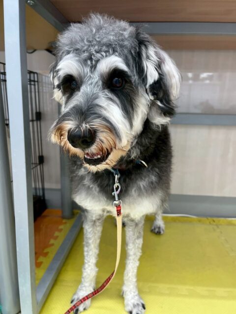 ペリーちゃん🐶
本日は、ピピちゃんやジョージちゃん、のりまきちゃんやこまちゃん達と激しい話し合いや、追いかけっこをしたりして楽しんでいました👍
🐾🐶愛犬のお悩みご相談ください🐶🐾
@kenkohmura_official
↑フォロー待ってます↑
〒955-0091 新潟県三条市上須頃大割428−1
☎︎ 0256-35-2571
✉️ info@kenkohmura.jp
HP: http://kenkohmura.jp
LINE: https://lin.ee/7LIz5sb
#犬幸村#犬の幼稚園 #吠える、噛む #犬のしつけ #トイレ
シュナウザーシュナウザー可愛いシュナウザー大好きシュナウザー倶楽部