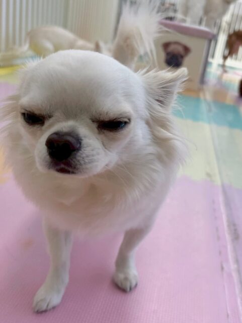 ビビちゃん🐶
本日は体験に来てくれた子に挨拶をしたり、いろんな子達といつも以上にコミュニケーションをとっていました👍
お散歩トレーニングもすごく成長していて店内を割りと嫌々なく歩き回れているのでよかったです👏
🐾🐶愛犬のお悩みご相談ください🐶🐾
@kenkohmura_official
↑フォロー待ってます↑
〒955-0091 新潟県三条市上須頃大割428−1
☎︎ 0256-35-2571
✉️ info@kenkohmura.jp
HP: http://kenkohmura.jp
LINE: https://lin.ee/7LIz5sb
#犬幸村#犬の幼稚園 #吠える、噛む #犬のしつけ #トイレ
チワワチワワ可愛いチワワ大好きチワワ倶楽部