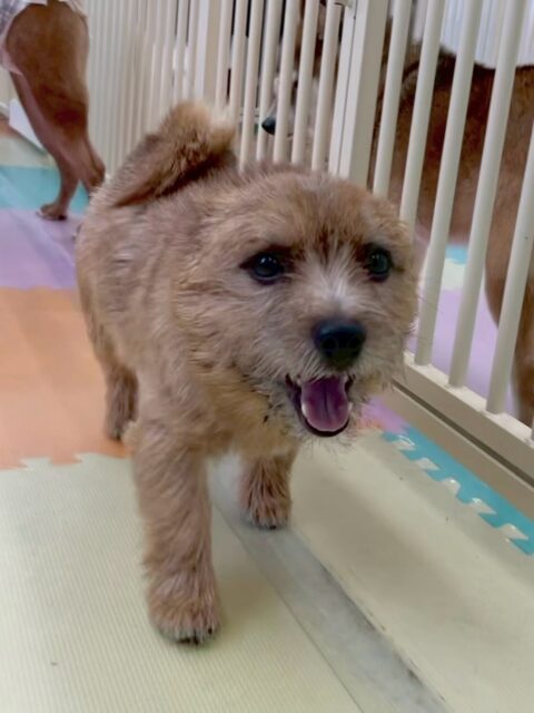 本日の鶴丸🐶
本日はヤンチャ組のみんなと遊んでもらえて上機嫌‼️BOSSちゃんや、ケン太ちゃん、小珀ちゃん達と走ったり、激しいワンプロをしたりして楽しそうにしていました👍
🐾🐶愛犬のお悩みご相談ください🐶🐾
@kenkohmura_official
↑フォロー待ってます↑
〒955-0091 新潟県三条市上須頃大割428−1
☎︎ 0256-35-2571
✉️ info@kenkohmura.jp
HP: http://kenkohmura.jp
LINE: https://lin.ee/7LIz5sb
#犬幸村#犬の幼稚園 #吠える、噛む #犬のしつけ #トイレ
ノーリッチテリアノーリッチテリア可愛いノーリッチテリア倶楽部ノーリッチテリア大好き