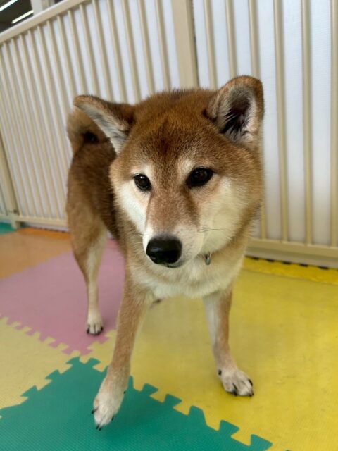 檸檬ちゃん🐶
本日はププちゃんやきりまるちゃん、ニコペットのヤンチャ集団に遊びを誘われたり、周りを走り回られたりしていました🤭
🐾🐶愛犬のお悩みご相談ください🐶🐾
@kenkohmura_official
↑フォロー待ってます↑
〒955-0091 新潟県三条市上須頃大割428−1
☎︎ 0256-35-2571
✉️ info@kenkohmura.jp
HP: http://kenkohmura.jp
LINE: https://lin.ee/7LIz5sb
#犬幸村#犬の幼稚園 #吠える、噛む #犬のしつけ #トイレ
柴犬柴犬可愛い柴犬大好き柴犬倶楽部