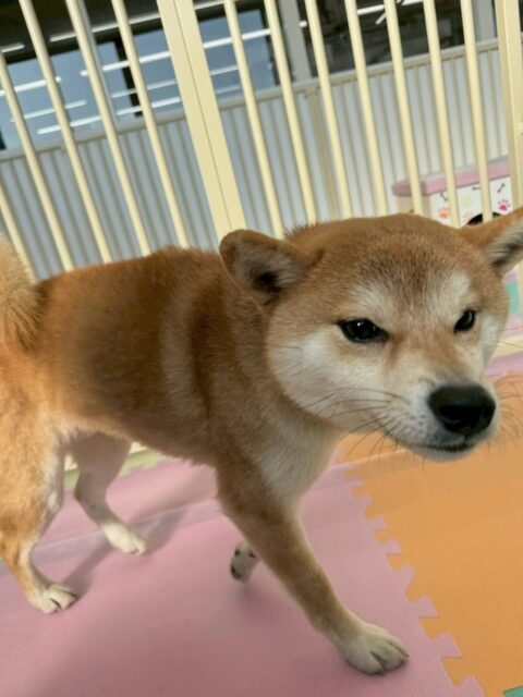 こまちゃん🐶
本日は、朝からジョージちゃんやのりまきちゃん達と激しくお話し合いをしたりして、非常に白熱していました🤭
他にも園内を走り回ったり、檸檬ちゃんやのりまきちゃん達とたくさん匂いを嗅ぎ合ったり、挨拶をしたりしていました
🐾🐶愛犬のお悩みご相談ください🐶🐾
@kenkohmura_official
↑フォロー待ってます↑
〒955-0091 新潟県三条市上須頃大割428−1
☎︎ 0256-35-2571
✉️ info@kenkohmura.jp
HP: http://kenkohmura.jp
LINE: https://lin.ee/7LIz5sb
#犬幸村#犬の幼稚園 #吠える、噛む #犬のしつけ #トイレ 柴犬柴犬可愛い柴犬大好き柴犬倶楽部